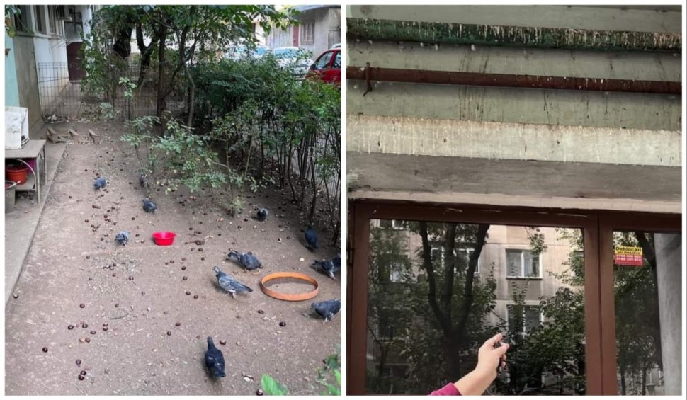 Hrănirea porumbeilor, interzisă în Bucureşti! Cei care fac acest lucru pot fi amendați