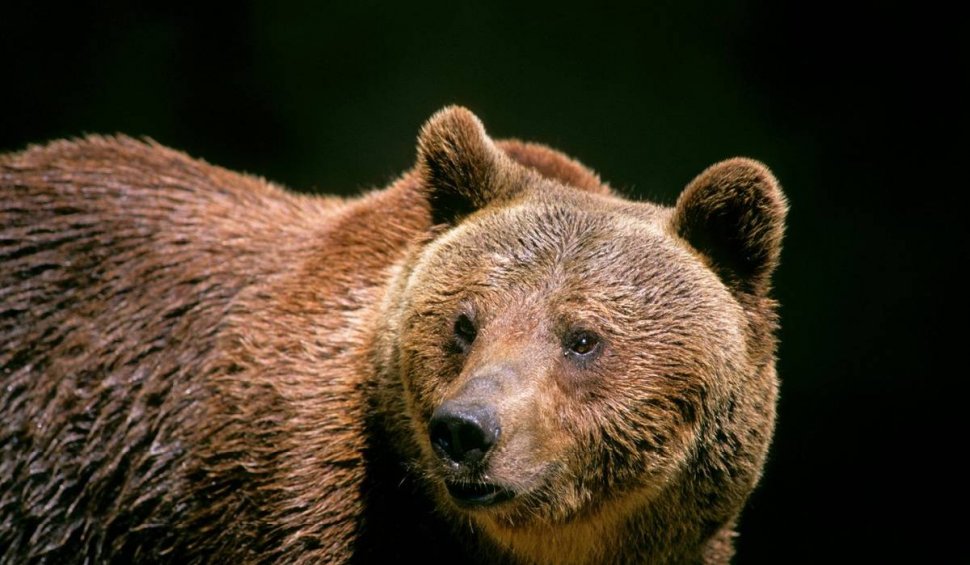 Locuitorii din Piatra-Neamț, avertizați prin RO-ALERT despre apariția unui urs