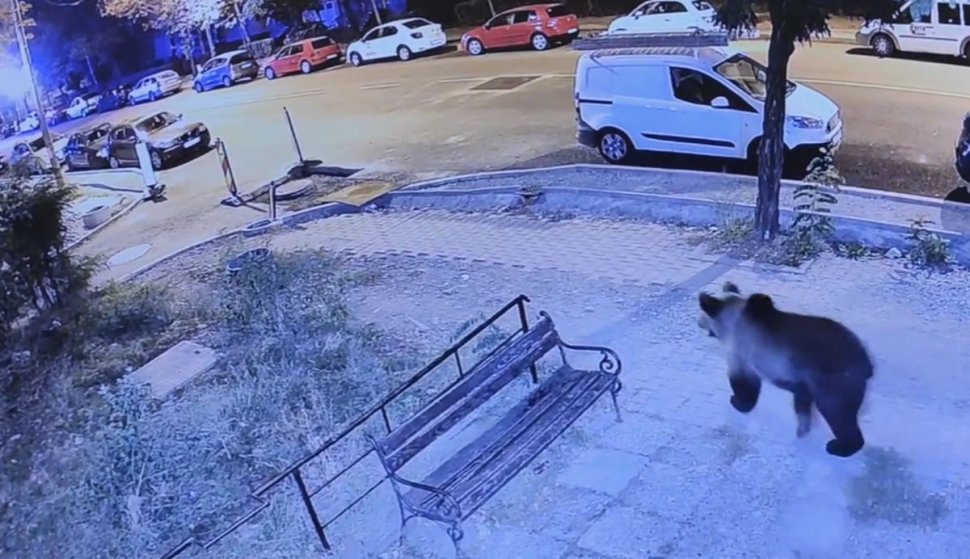 Plimbarea unui urs pe străzile unui mare oraș din România, surprinsă pe camere. Locuitorii au primit mesaje de alertă extremă