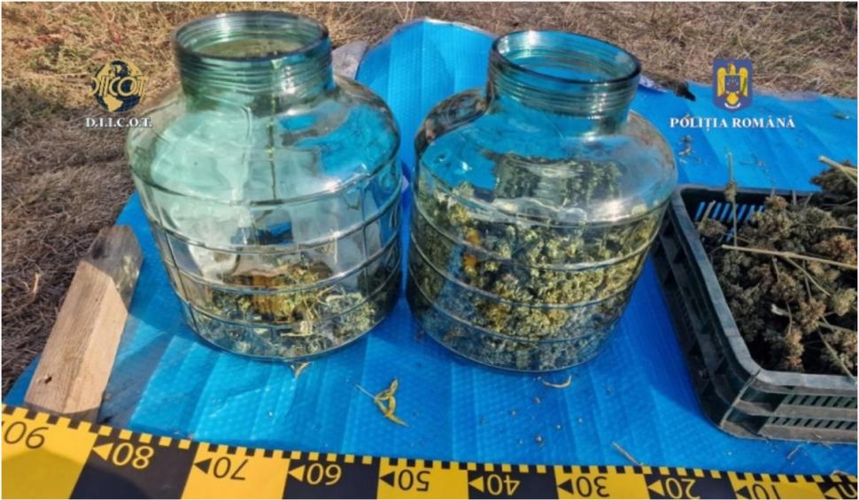 Minor pus să vândă droguri de către o rudă care cultiva canabis într-o seră din Prahova  863951
