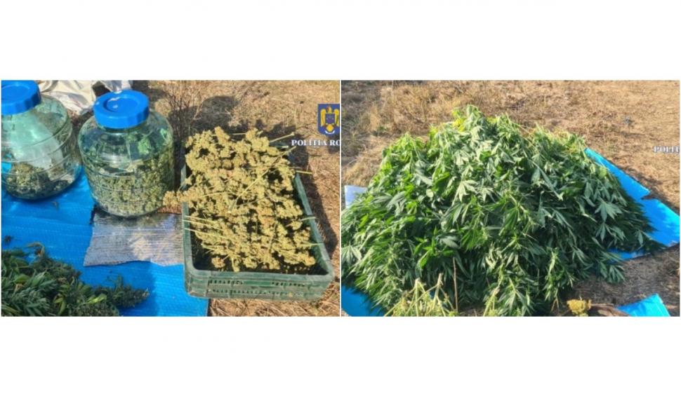 Minor pus să vândă droguri de către o rudă care cultiva canabis într-o seră din Prahova  863952