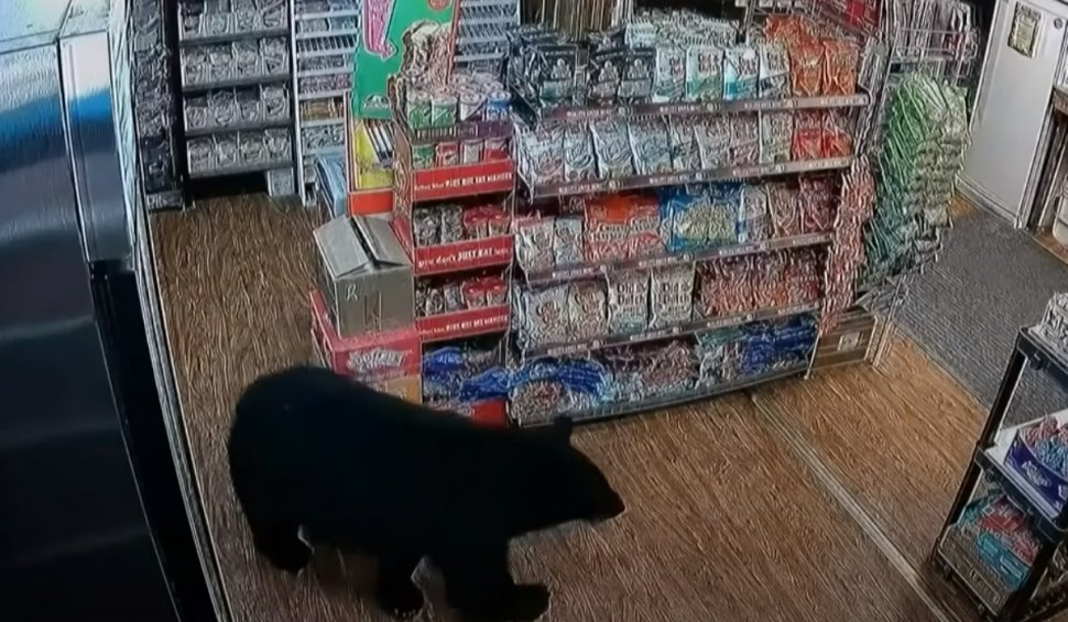 Un urs a intrat într-o benzinărie și a furat o pungă de jeleuri în formă de ursuleți