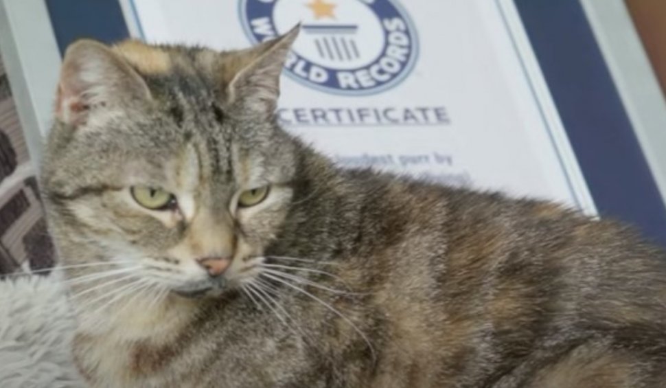 Ea este Bella, o pisică de 14 ani care a intrat în Cartea Recordurilor cu cel mai lung şi zgomotos tors