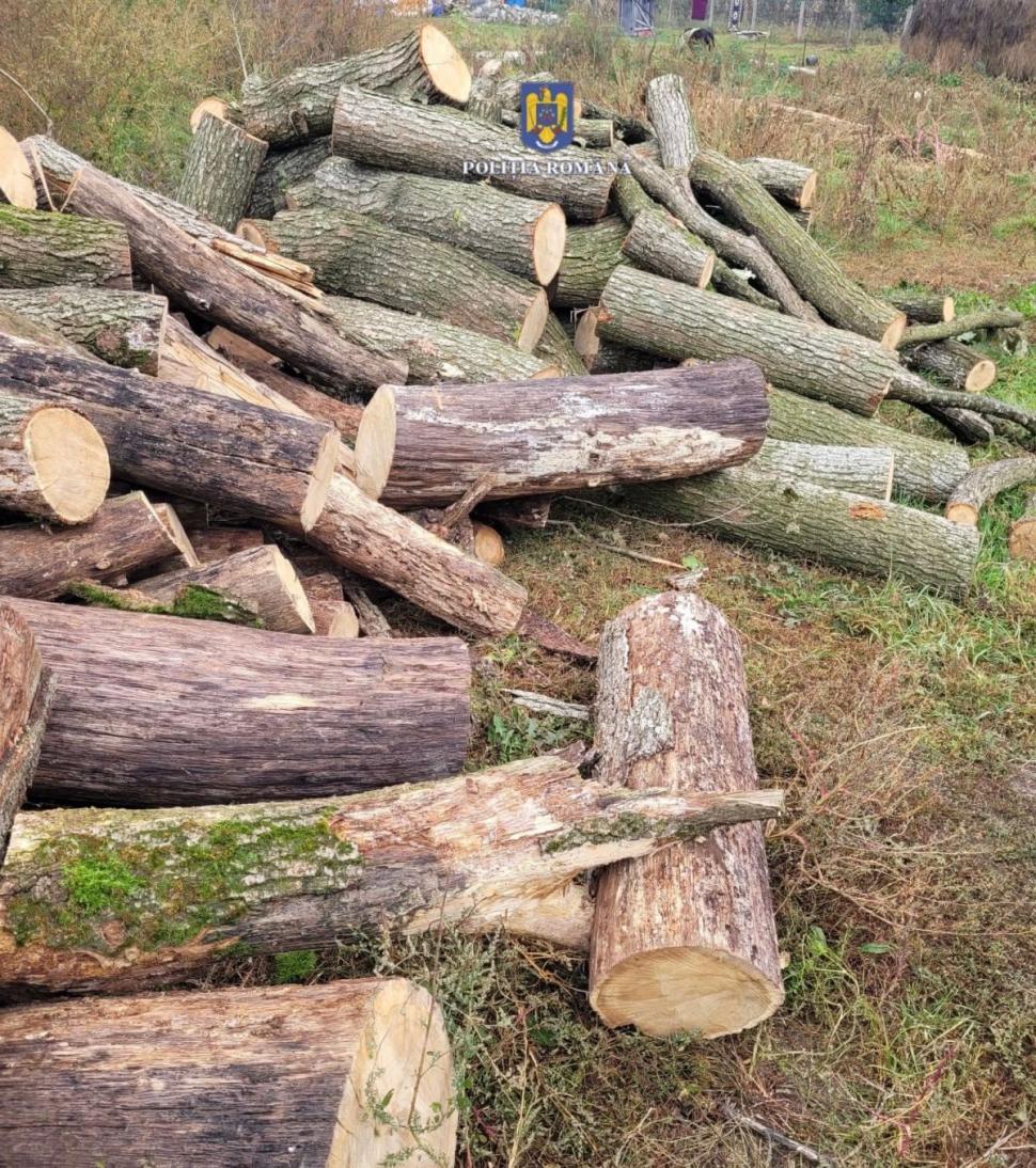 Pădurar prins la furat lemne din pădurea pe care o avea în grijă. Acum este pus sub control judiciar 864125