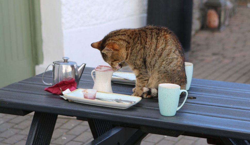 Reacţia ciudată a unui bucureștean când pisica vecinului s-a urcat pe masa din curtea sa. A intervenit poliția