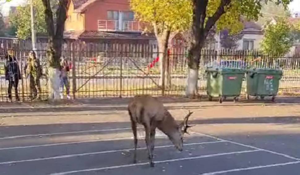 Moment uluitor în curtea unei școli din Brașov. Un cerb și-a făcut apariția în timpul orelor 864697