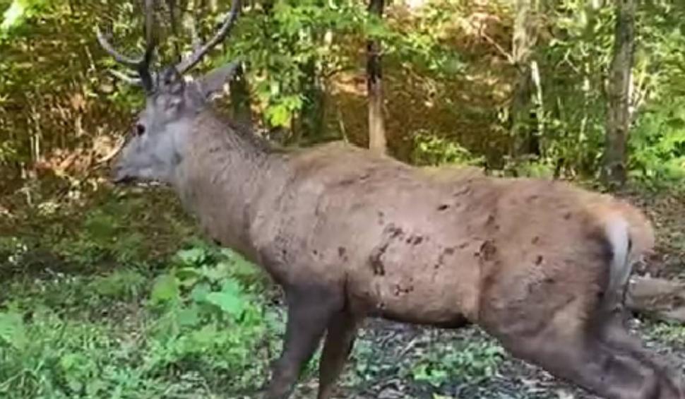 Moment uluitor în curtea unei școli din Brașov. Un cerb și-a făcut apariția în timpul orelor 864698