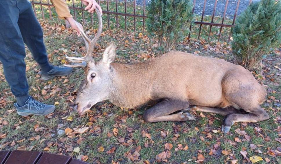 Moment uluitor în curtea unei școli din Brașov. Un cerb și-a făcut apariția în timpul orelor 864699