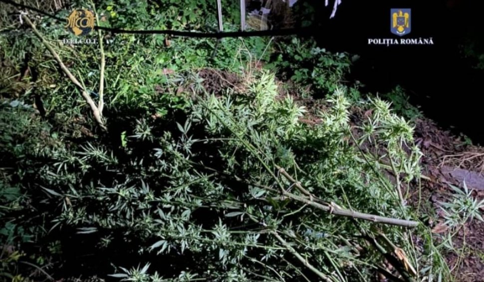 Cultură de 10 kilograme de canabis, descoperită de polițiști într-o localitate din județul Timiș. Un bărbat a fost reținut