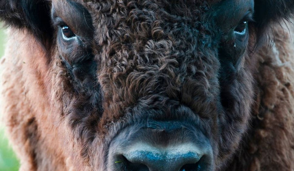 Motivul pentru care Grădina Zoologică din Târgu Mureș trimite un bizon în Azerbaidjan