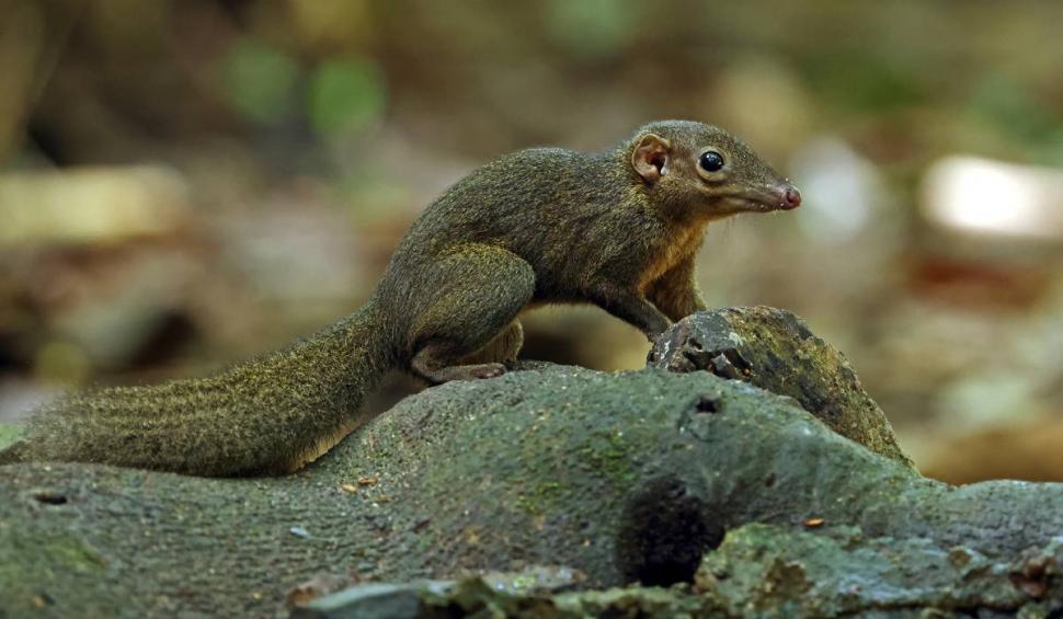 Animalul care consumă mai mult alcool decât majoritatea oamenilor din România. Micuțul se cinstește în fiecare seară 865066