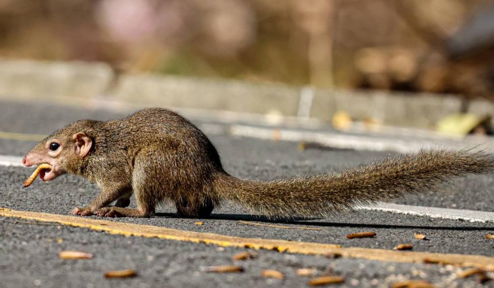 Animalul care consumă mai mult alcool decât majoritatea oamenilor din România. Micuțul se cinstește în fiecare seară 865067