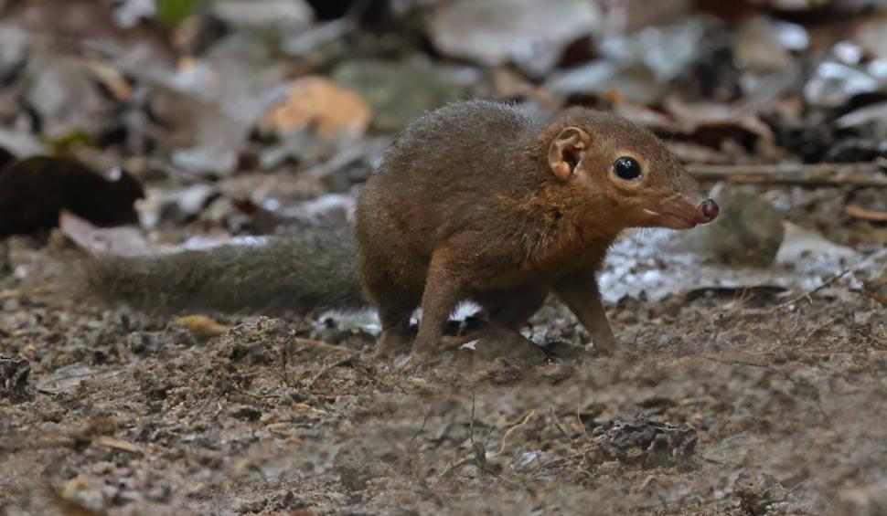 Animalul care consumă mai mult alcool decât majoritatea oamenilor din România. Micuțul se cinstește în fiecare seară 865069
