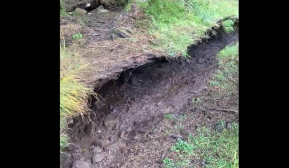 Fenomen uimitor într-o pădure din Scoția: "Copacii se mișcă precum marea" 865088