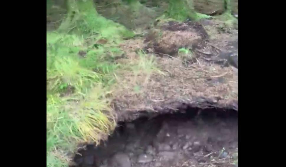 Fenomen uimitor într-o pădure din Scoția: "Copacii se mișcă precum marea" 865089