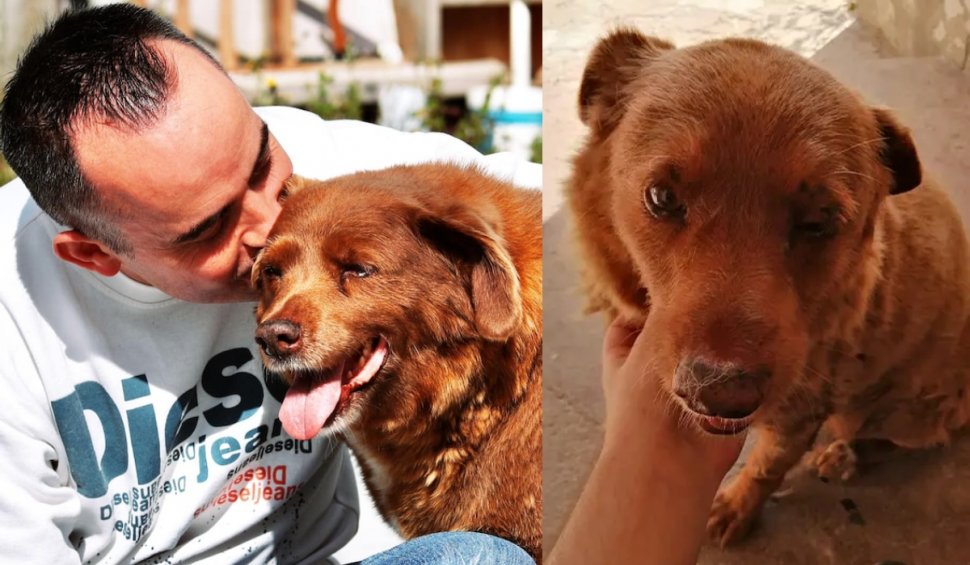 "Ce viață minunată ai avut". Bobi, cel mai bătrân câine din lume, a murit la vârsta de 31 de ani și 5 luni. A intrat în cartea recordurilor