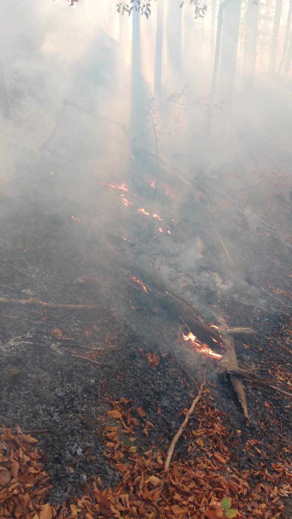 Incendiu puternic pe Valea Doftanei, în Prahova! Ard 12.000 de mp de pădure, lângă Barajul Paltinu 866539