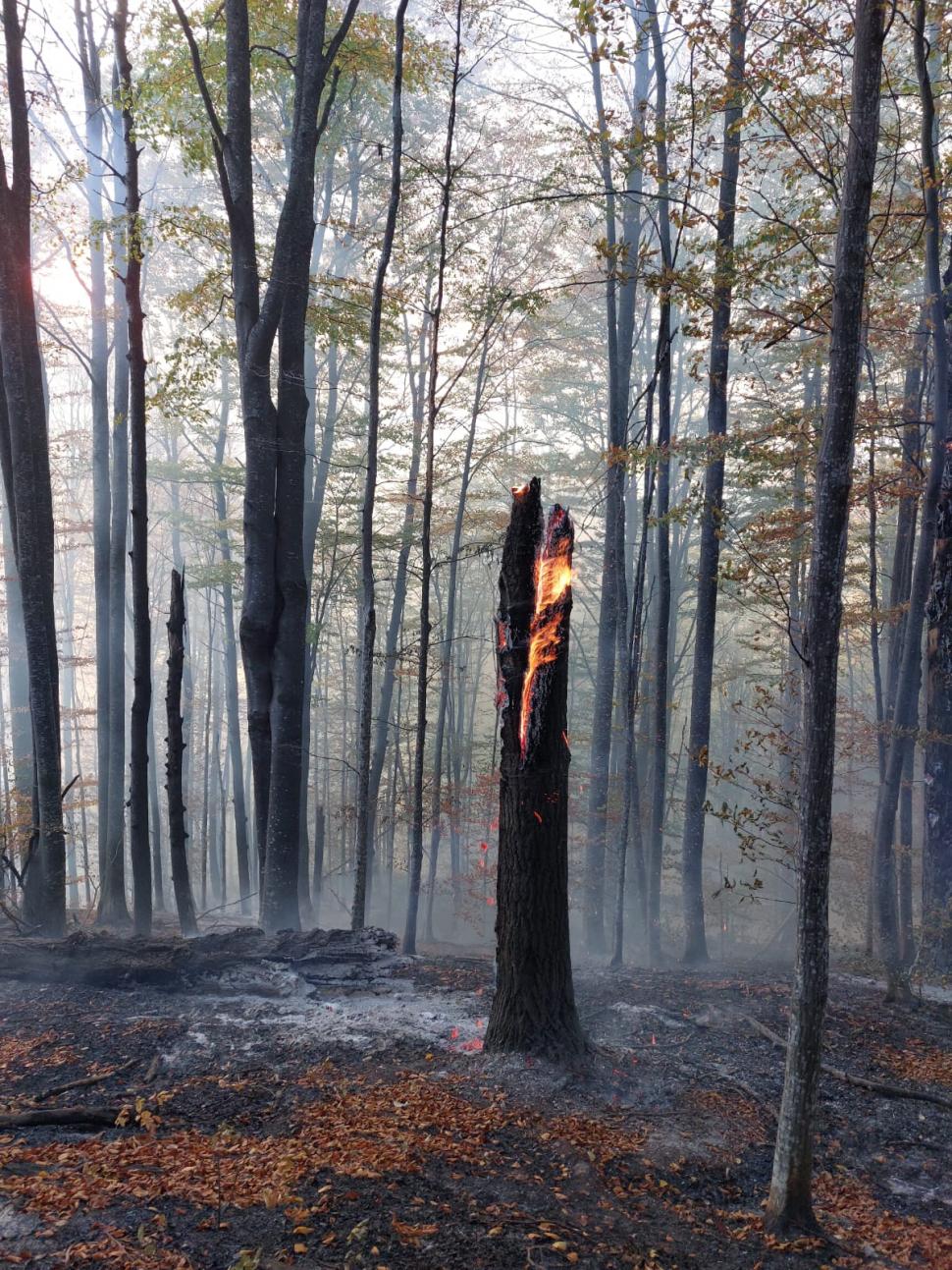 Incendiu puternic pe Valea Doftanei, în Prahova! Ard 12.000 de mp de pădure, lângă Barajul Paltinu 866540