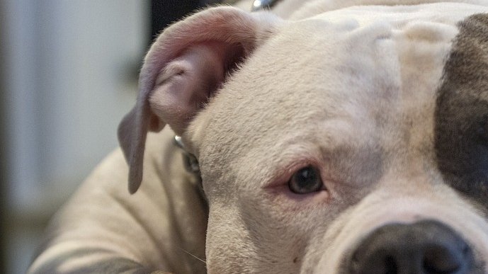 Țara europeană care interzice o rasă de câine din 31 decembrie | Regulile noi pentru cei care dețin deja un astfel de animal
