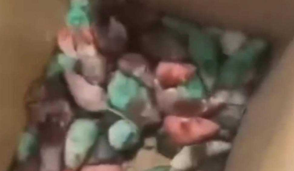 Zeci de șoareci vopsiți în culorile Palestinei, aruncați într-un restaurant McDonald's, plin cu clienți, din Marea Britanie 866598