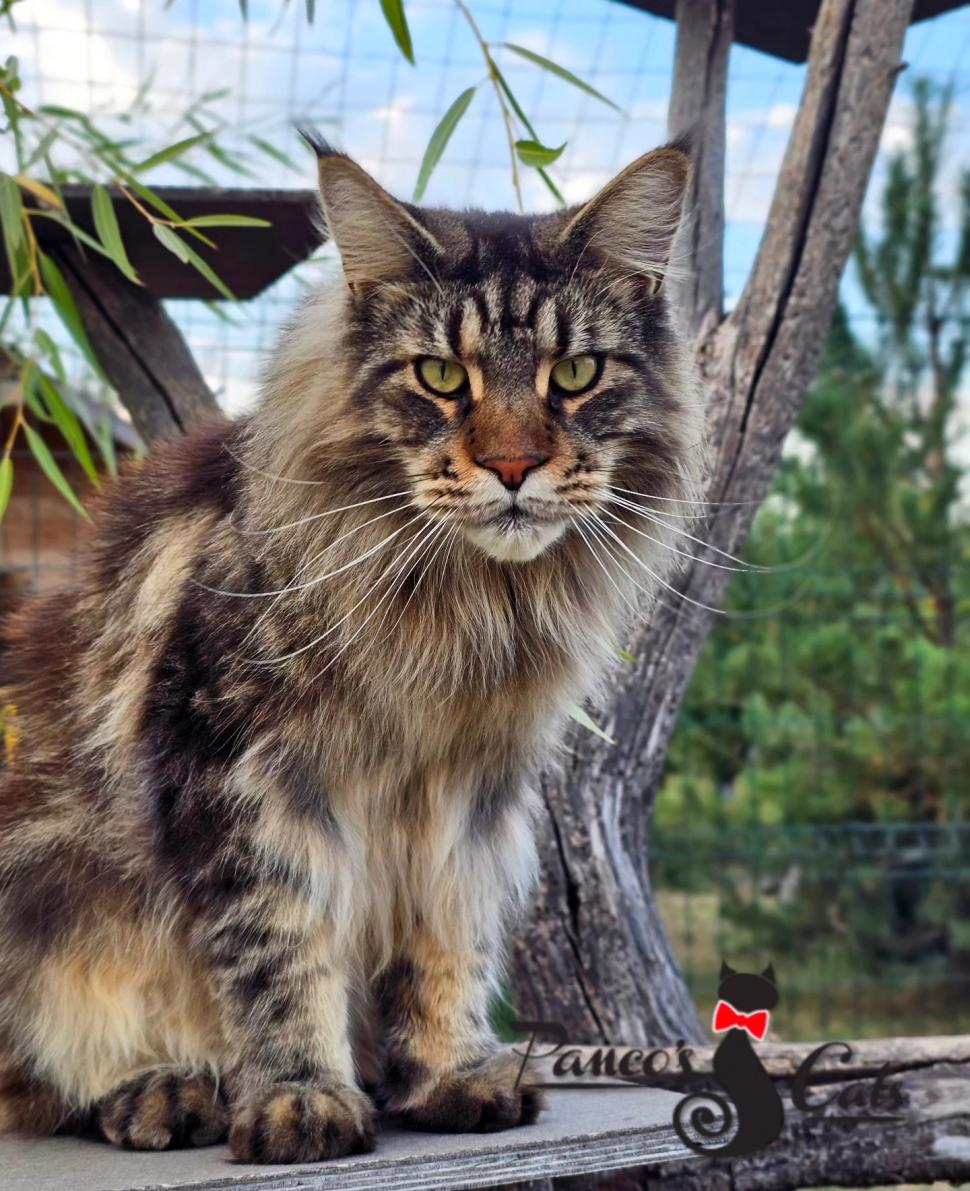 Cel mai frumos motan din lume este din România. A fost premiat în cadrul unei prestigioase expoziţii de la Strasbourg 866624