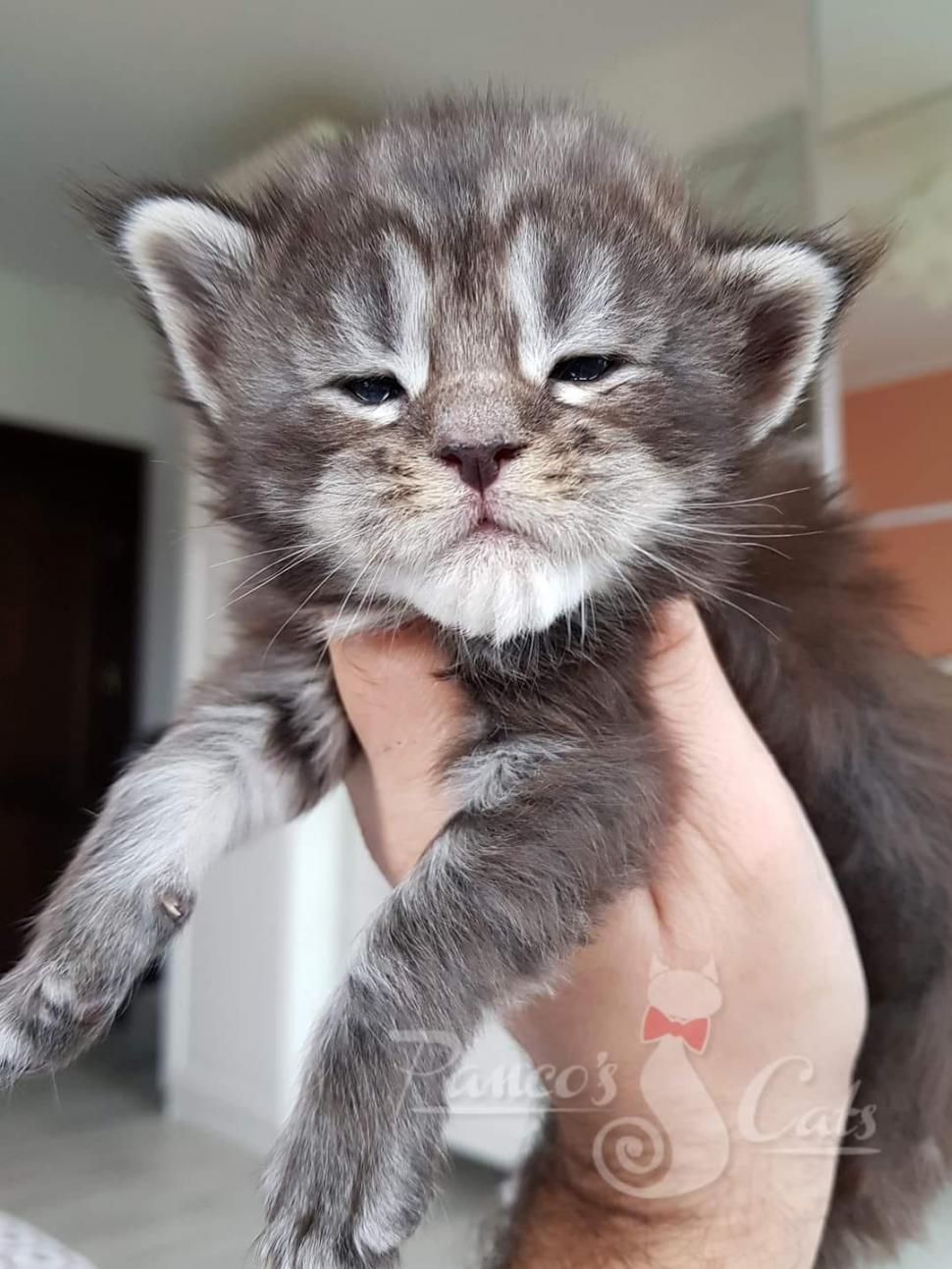 Cel mai frumos motan din lume este din România. A fost premiat în cadrul unei prestigioase expoziţii de la Strasbourg 866626