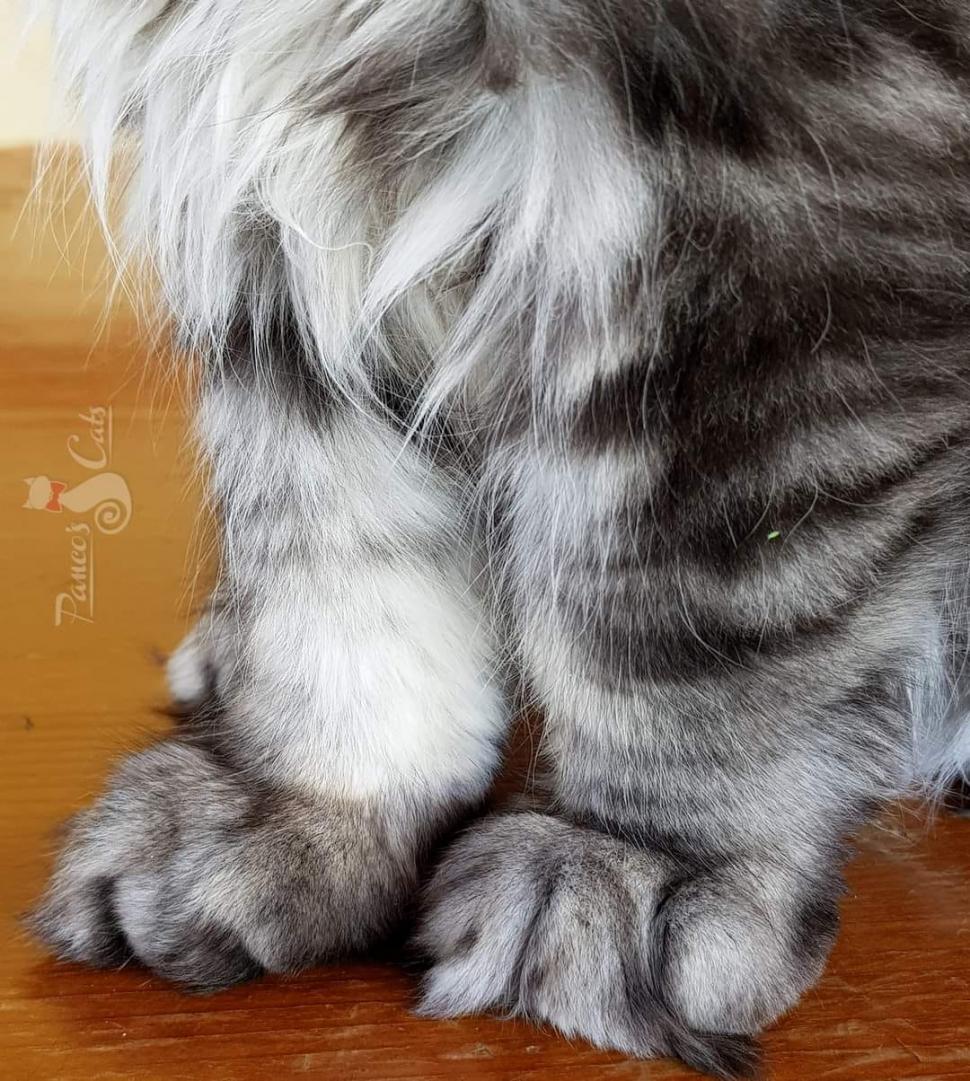 Cel mai frumos motan din lume este din România. A fost premiat în cadrul unei prestigioase expoziţii de la Strasbourg 866627