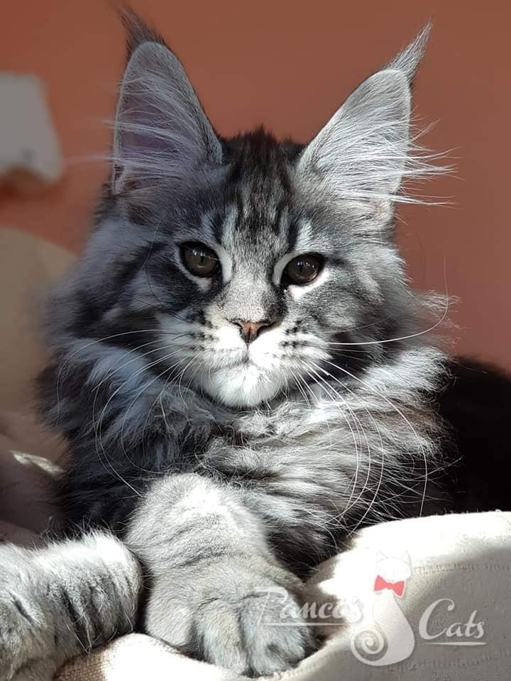 Cel mai frumos motan din lume este din România. A fost premiat în cadrul unei prestigioase expoziţii de la Strasbourg 866628