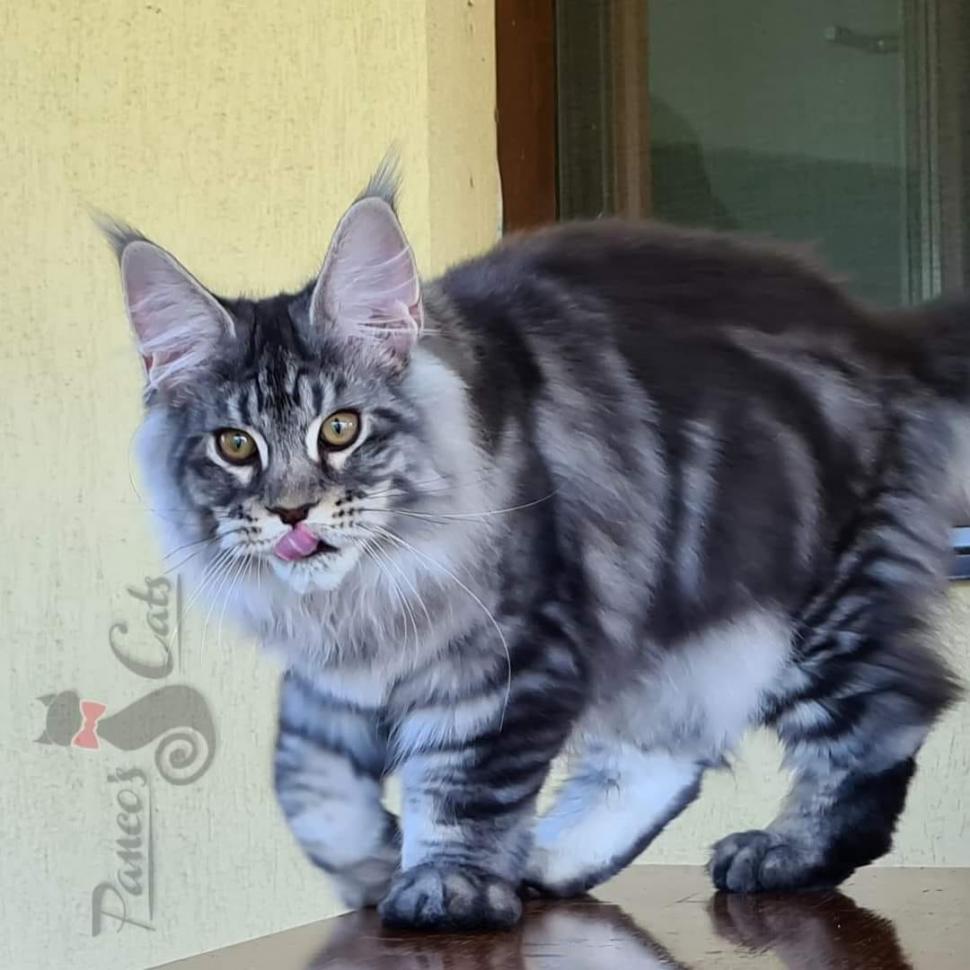 Cel mai frumos motan din lume este din România. A fost premiat în cadrul unei prestigioase expoziţii de la Strasbourg 866629