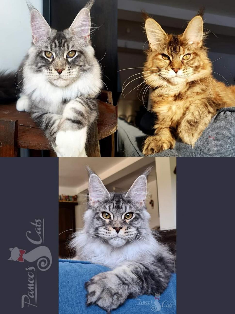 Cel mai frumos motan din lume este din România. A fost premiat în cadrul unei prestigioase expoziţii de la Strasbourg 866630