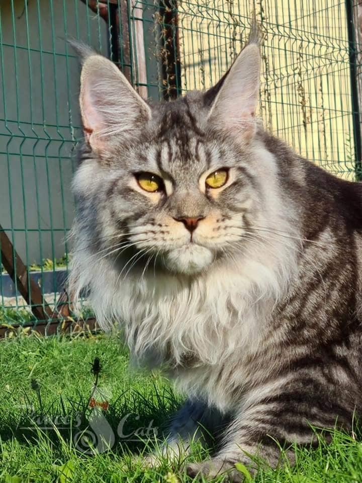 Cel mai frumos motan din lume este din România. A fost premiat în cadrul unei prestigioase expoziţii de la Strasbourg 866631