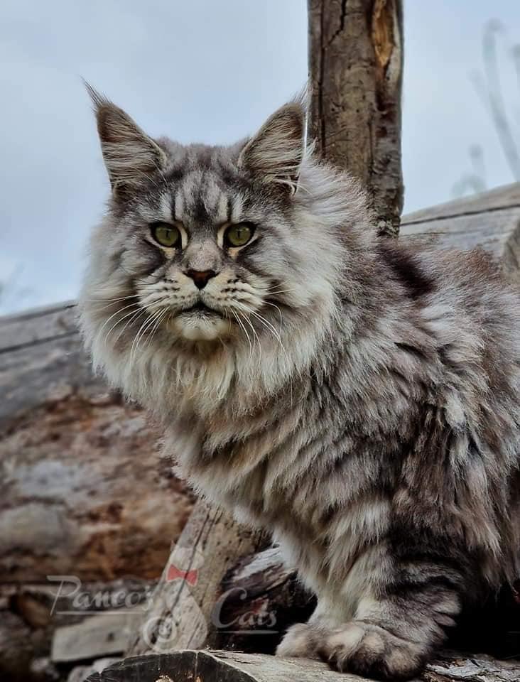 Cel mai frumos motan din lume este din România. A fost premiat în cadrul unei prestigioase expoziţii de la Strasbourg 866632