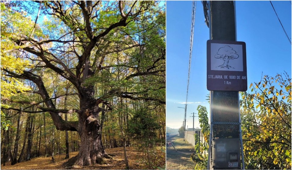 "Stejarul de 1.000 de ani” din România are traseul marcat: "Mulţumim, mulți își doreau să ajungă acolo, dar nu știau cum"