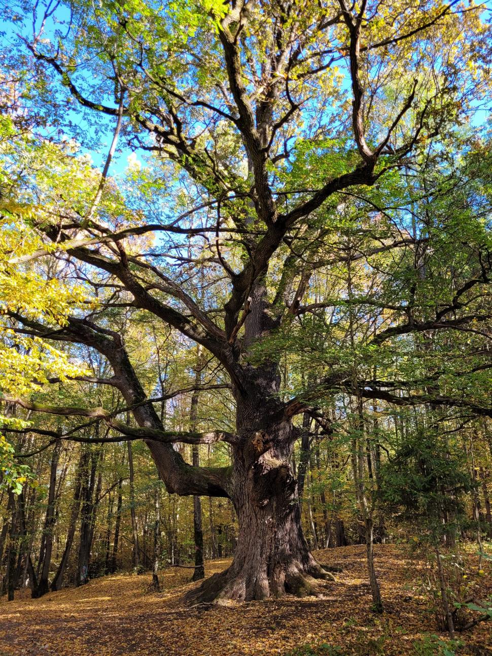 "Stejarul de 1.000 de ani” din România are traseul marcat: "Mulţumim, mulți își doreau să ajungă acolo, dar nu știau cum" 866897
