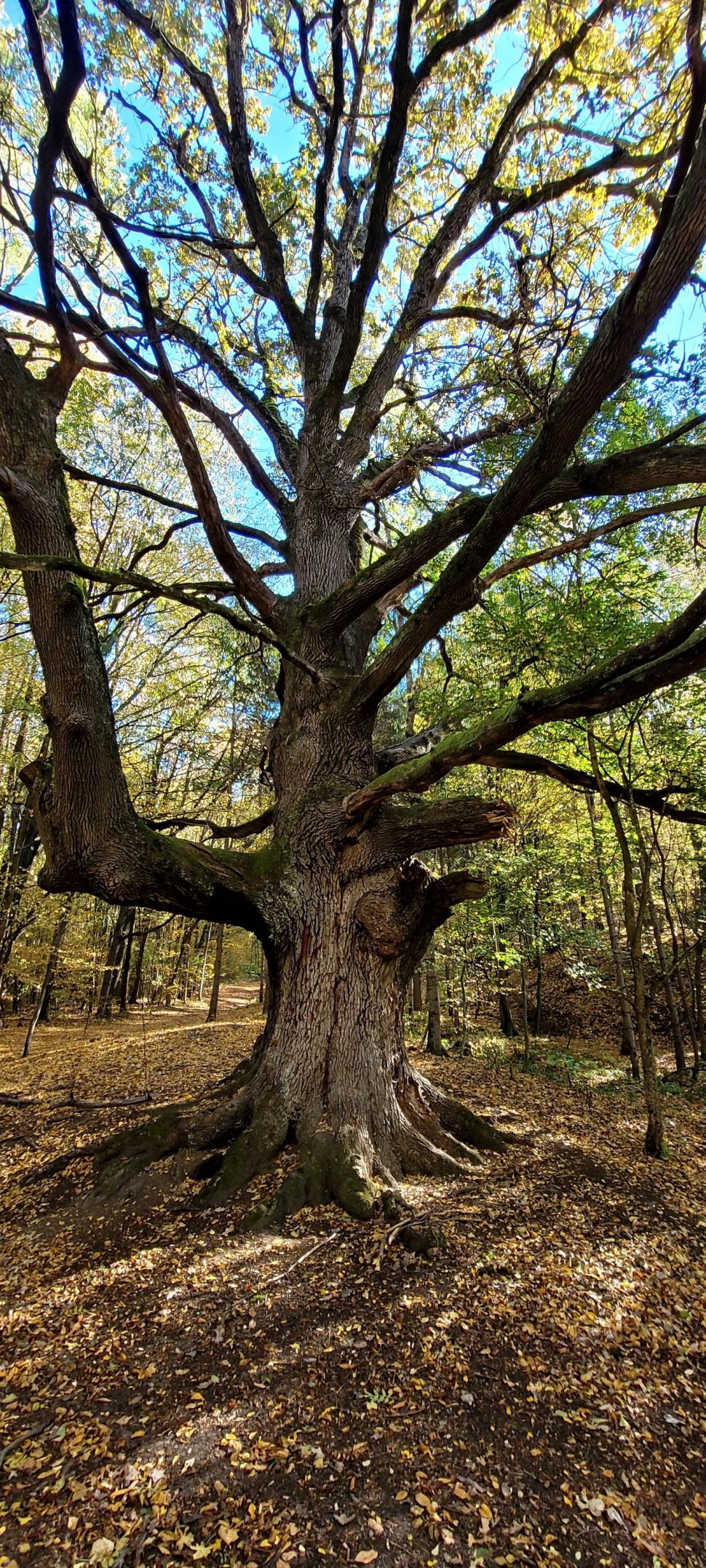 "Stejarul de 1.000 de ani” din România are traseul marcat: "Mulţumim, mulți își doreau să ajungă acolo, dar nu știau cum" 866898