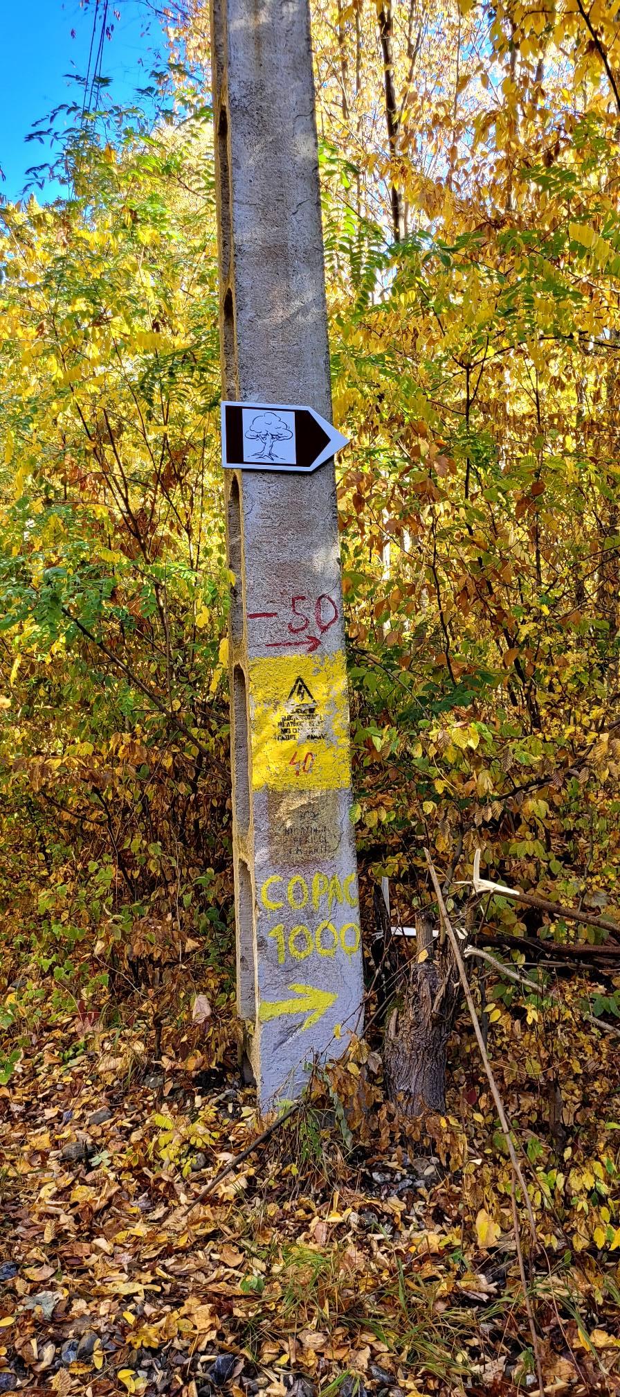 "Stejarul de 1.000 de ani” din România are traseul marcat: "Mulţumim, mulți își doreau să ajungă acolo, dar nu știau cum" 866899