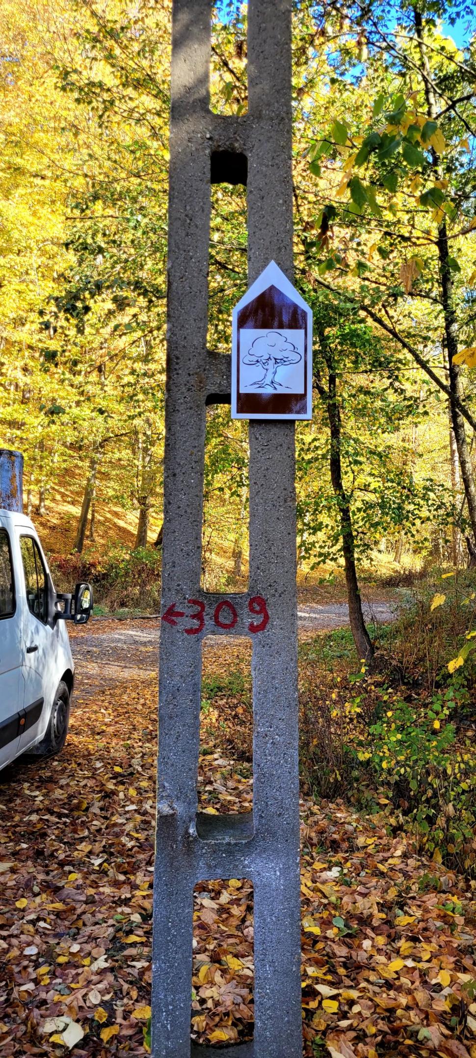 "Stejarul de 1.000 de ani” din România are traseul marcat: "Mulţumim, mulți își doreau să ajungă acolo, dar nu știau cum" 866900