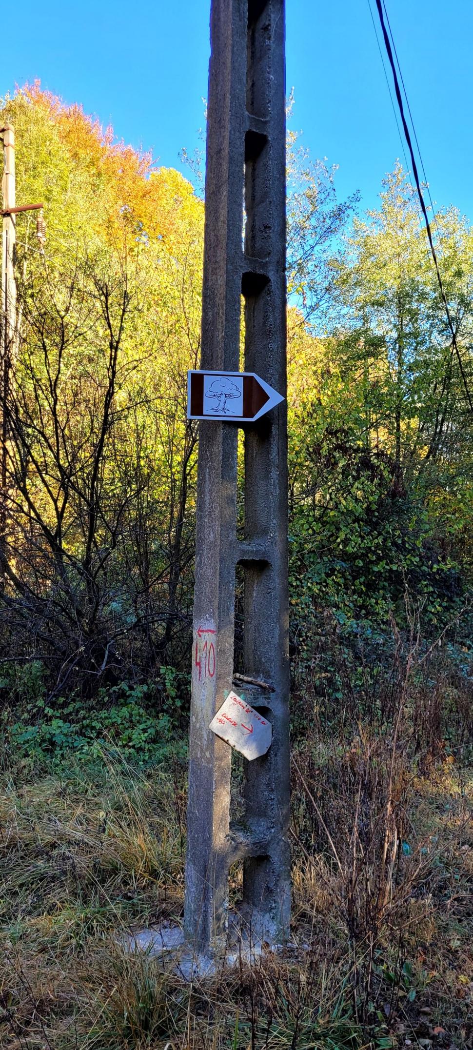 "Stejarul de 1.000 de ani” din România are traseul marcat: "Mulţumim, mulți își doreau să ajungă acolo, dar nu știau cum" 866901