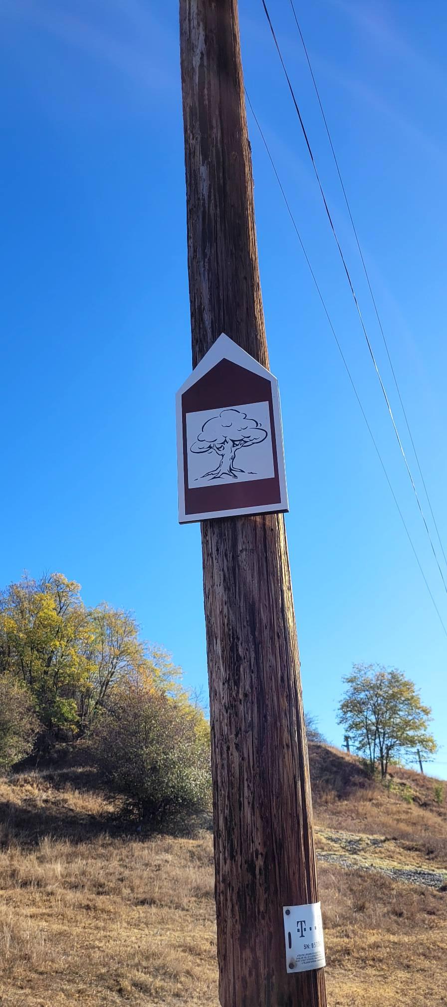 "Stejarul de 1.000 de ani” din România are traseul marcat: "Mulţumim, mulți își doreau să ajungă acolo, dar nu știau cum" 866902