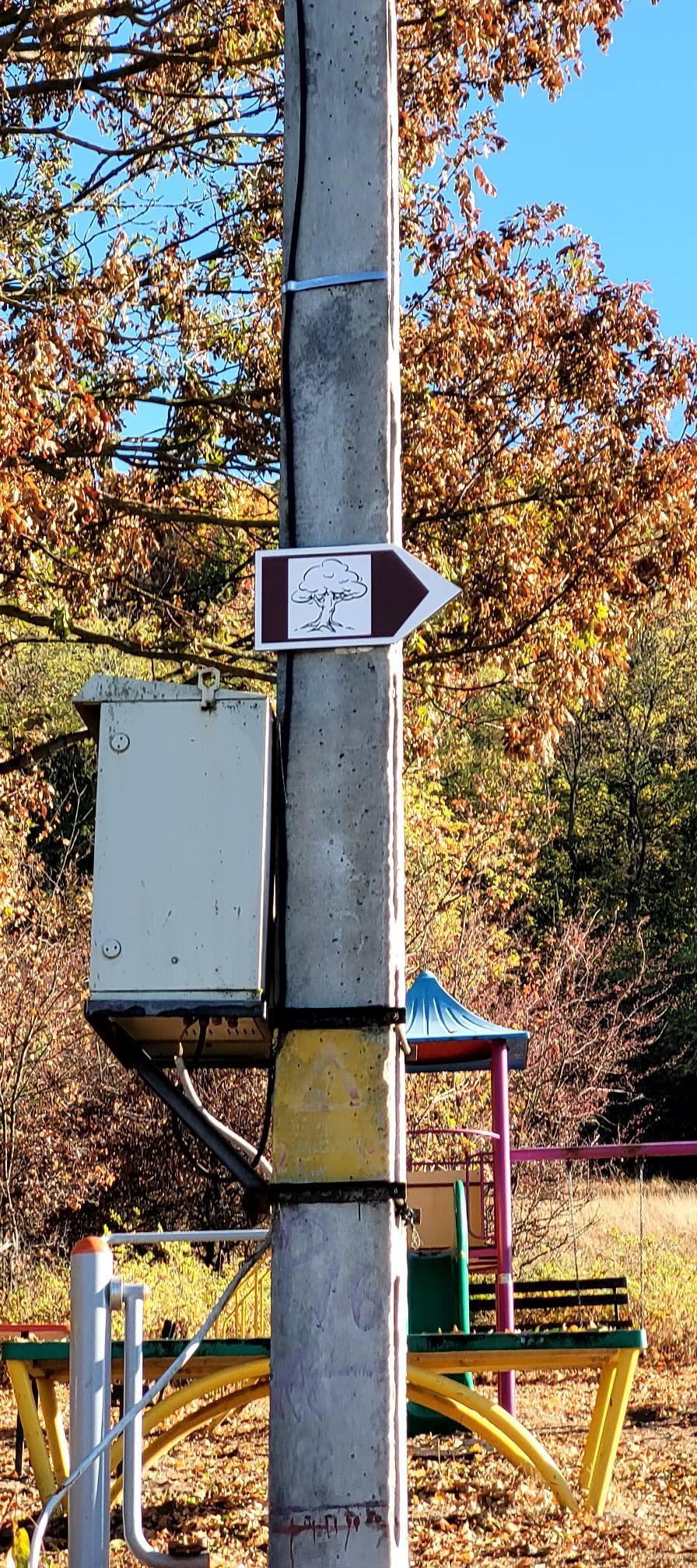 "Stejarul de 1.000 de ani” din România are traseul marcat: "Mulţumim, mulți își doreau să ajungă acolo, dar nu știau cum" 866903