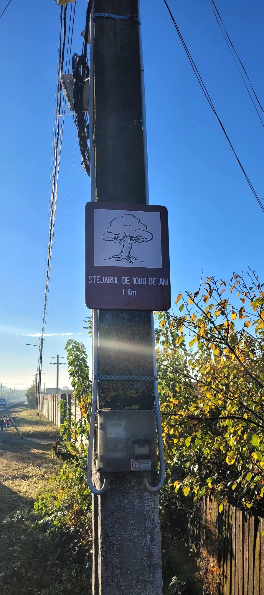 "Stejarul de 1.000 de ani” din România are traseul marcat: "Mulţumim, mulți își doreau să ajungă acolo, dar nu știau cum" 866905