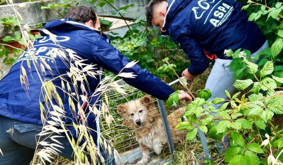 Zonele din București cu cei mai mulți câini vagabonzi. Peste 500 de animale au fost capturate într-un singur sector, de la începutul anului