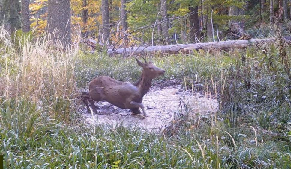 Pui de cerb, surprins când se bălăcește într-o baltă din pădure, în Munții Retezat: ”Când fericirea dă cu tine de pământ” 867102