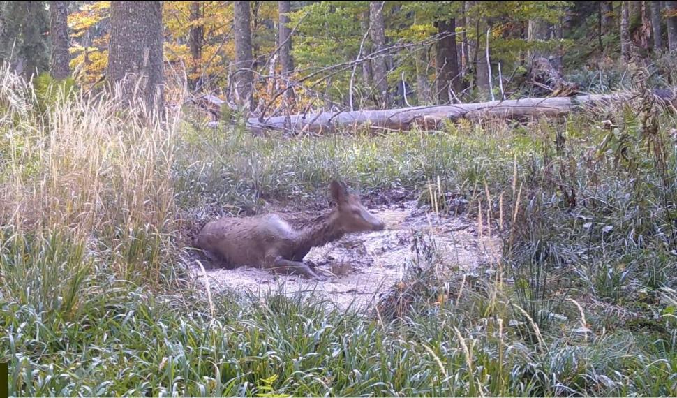 Pui de cerb, surprins când se bălăcește într-o baltă din pădure, în Munții Retezat: ”Când fericirea dă cu tine de pământ” 867104