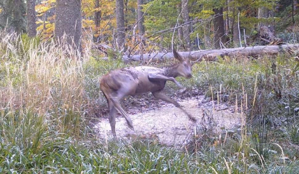 Pui de cerb, surprins când se bălăcește într-o baltă din pădure, în Munții Retezat: ”Când fericirea dă cu tine de pământ” 867109
