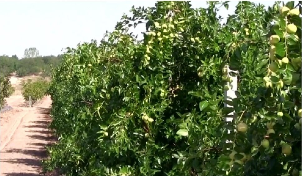 Oltenii au dat pepenii pe curmale. Livada tropicală de la Dăbuleni, câştiguri de peste 100.000 euro. Preţul unui kilogram de fructe