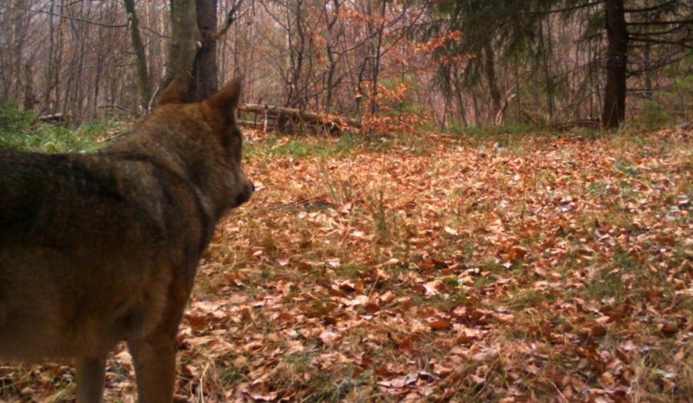 Primul hibrid lup-câine a fost descoperit în premieră în Carpaţii Meridionali | Avertismentul specialiştilor