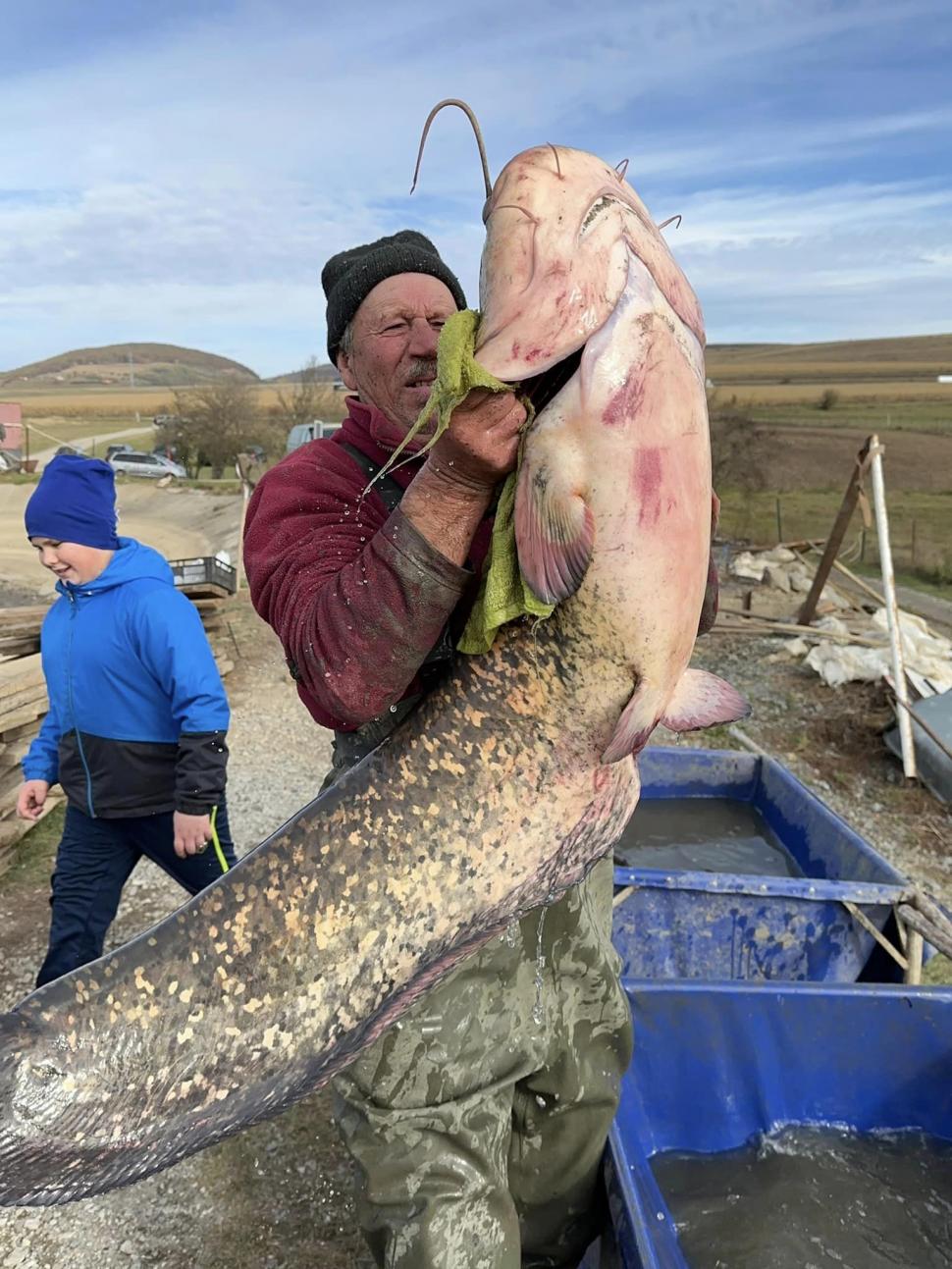 Somn de 24 de kilograme, capturat de un pescar clujean pe Lacul Filea Mare | Preţul la care a decis să-l vândă 867338