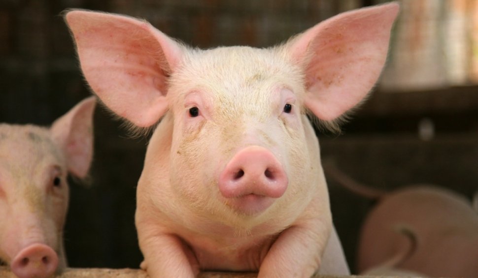 Carnea de porc se scumpește în prag de sărbători. Prețul pe care îl vor plăti românii pentru un kilogram în perioada următoare
