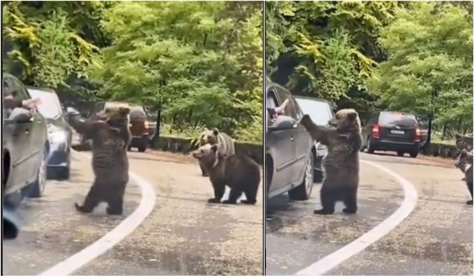 Un şofer a fost filmat când bate palma cu un urs, pe Transfăgărăşan: "Inconștiență totală"